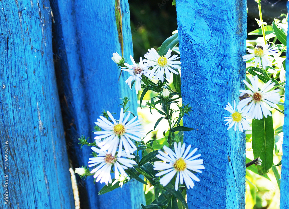 daisies on a blue background - obrazy, fototapety, plakaty 