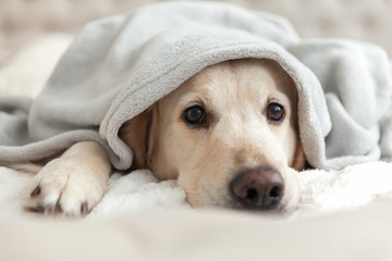 Bored young golden retriever dog under light gray plaid. Pet warms under a blanket in cold winter weather. Pets friendly and care concept.