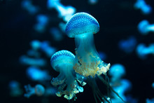 Wild Marine Life Scene With Little Jellyfish Animals In Aquarium