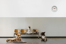 Waiting Room With Chairs, Clock And Group Of Sitting Animals