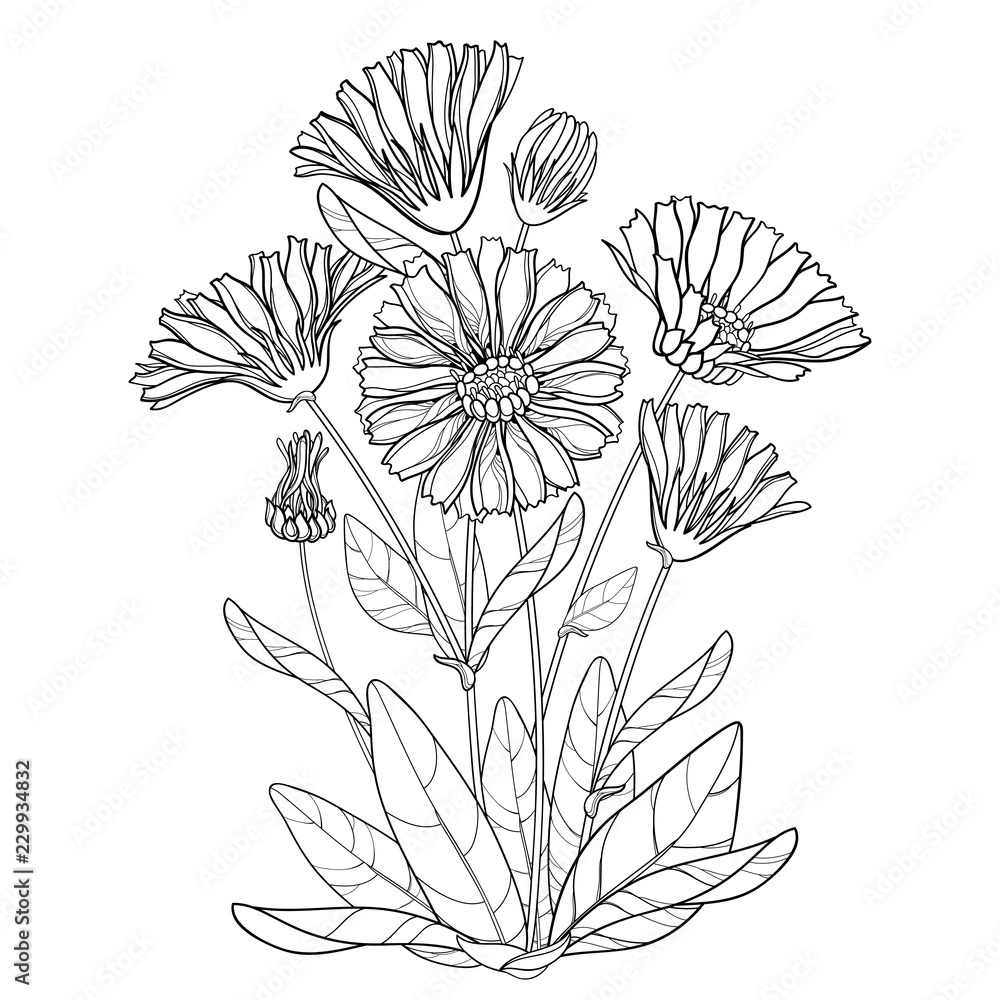 Vector Bunch With Outline Calendula Officinalis Or Pot Marigold Bud Leaf And Flower In Black Isolated On White Background Contour Medicinal Plant Calendula For Herbal Design Or Coloring Book Cuadros Canvas