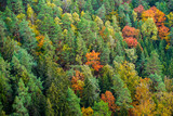 Fototapeta  - Herbstwald