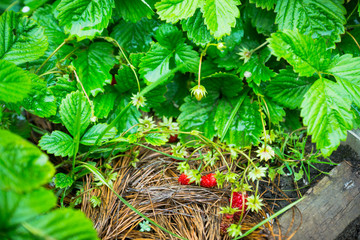 Red ripe wild strawberry on plant in the forest. Selective focus. Shallow depth of field.