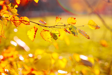 Wall Mural - Autumn leaves background in sunny day