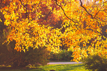 Wall Mural - Autumn leaves background in sunny day