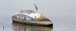 Oiseau sur une barque coulée
