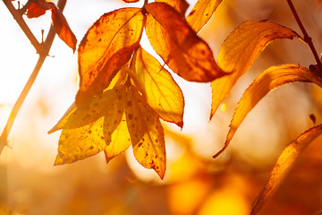 Autumn leaves background in sunny day