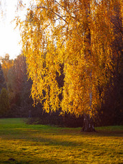 Wall Mural - Autumn leaves background in sunny day