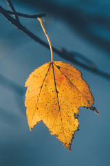 Wall Mural - Fall Foliage Leaves