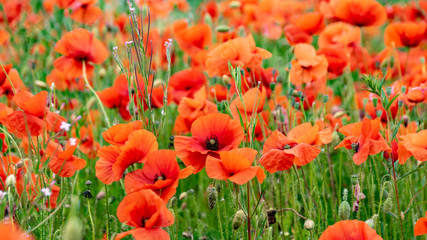 Field of wild poppy flowers