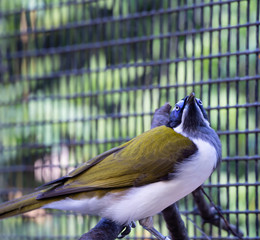 Wall Mural - Honey sucker Bird in Cage