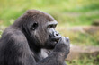 © Alexander von Düren - Westlicher Flachlandgorilla