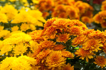 Wall Mural - closeup of colorful chrysanthemums at gardening store