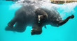 playful asian elephant bathing and diving under the water