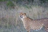 Fototapeta Sawanna - Cheetah (Acinonyx jubatus) walking in the evening light in the Sabi Sands, Greater Kruger, South Africa
