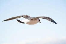 Black-backed Gull ,Larus Marinus, In Flight In Clear Blue Sky.
