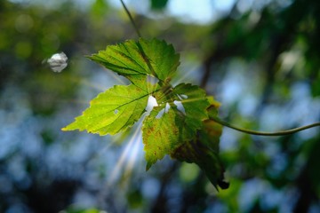 rayon de soleil à travers les feuilles
