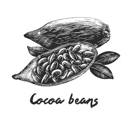 Vector engraved style illustration for posters, decoration and print. Hand drawn sketch of cocoa beans in monochrome isolated on white background. Detailed vintage woodcut style drawing.