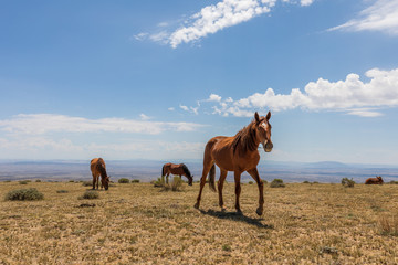 Majestic Wild Horses in the High Desert