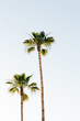© Stocksy - Bright palm trees against a blue sky