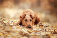 Irish Terrier Breed Lies On Autumn Leaves And Sad.