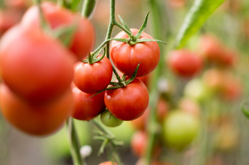 Poster -  Pink tomatoes growing on a bush in a greenhouse