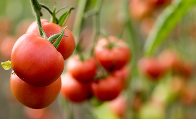 Poster -  Pink tomatoes growing on a bush in a greenhouse