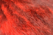 Red Fur Texture Background Stock Images. Soft Red Fur. Red Background With Copy Space For Text