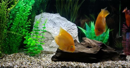 Sticker - Two parrot fish and discus swim in an aquarium