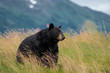 Beautiful Alaska Black Bear sits in a meadow, looking off to the side, with mouth open and tongue out