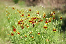 Thimble Flower Also Known As Mexican Hat, Blooms In Texas. Long Spindly Stems With Yellow And Orange Bloom.