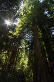 Fototapeta  - Sun through Redwood Canopy