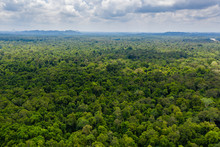 Aerial Drone View Of The Tree Canopy Of Dense Tropical Rainforest