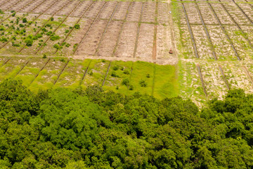 Wall Mural - Aerial drone view of large scale deforestation in the rainforest of Borneo to make way for palm oil plantations