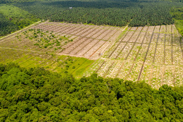 Wall Mural - Aerial drone view of deforestation in a tropical rainforest to make way for palm oil plantations