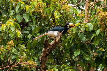 Pied Hornbill in trees above a jungle river in Borneo