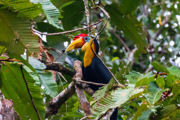 Rhinoceros Hornbill in a tree next to a jungle river in Borneo