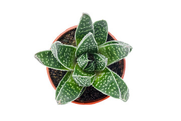 Wall Mural - Green dotted succulent plant isolated on white