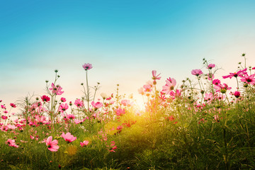 beautiful cosmos flowers in garden background.