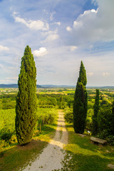 Wall Mural - The beautiful vineyard of Collio, Friuli Venezia-Giulia, Italy