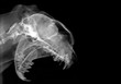 Radiografia alla testa di un gatto 