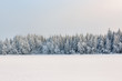 © Lars Johansson - Winter coniferous forest with snow and frost from a frozen lake