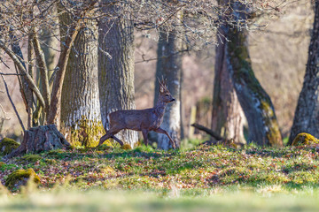 Poster - Roebuck walking in the woodland at springtime