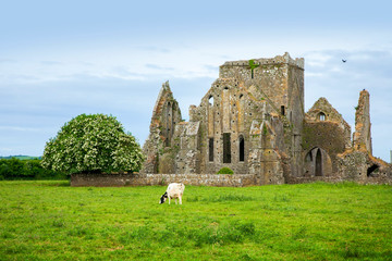 Wall Mural - Hore Abbey, Cashel, Ireland