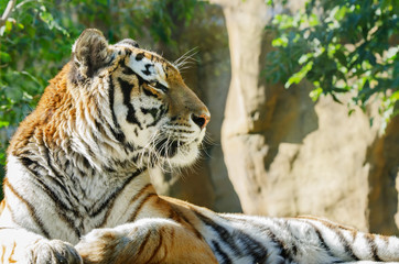  Amur tiger