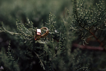 wedding rings on twigs of thuja