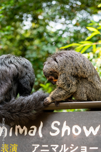 Photo Male and Female White-faced Saki Monkeys
