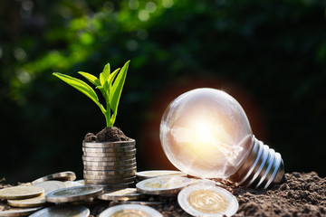 Light bulb with coins beside and young plant on top concept put on the soil in soft green nature background.