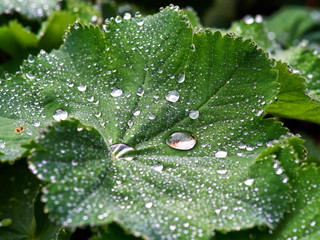 Large beautiful drops of rain water morning dew on a green leaves