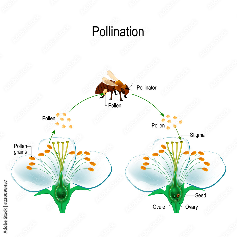 The process of cross-pollination using an animal of pollinator (bee). - obrazy, fototapety, plakaty 